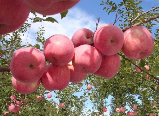 阿克蘇蘋果.jpg